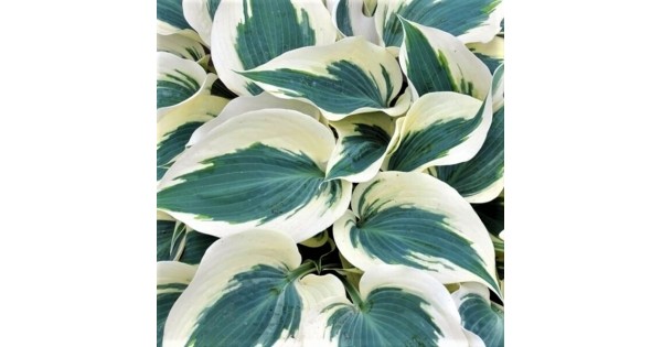 Hosta 'Firn Line'